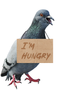 pigeon img